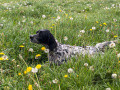 Setter Anglais LATINA DU BIEF JOLI Setter Anglais LATINA DU BIEF JOLI